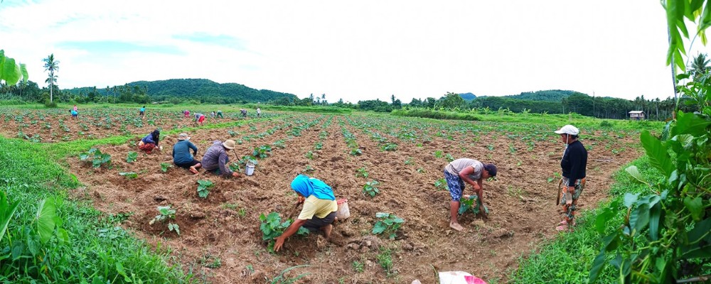 SAROFA Farmers